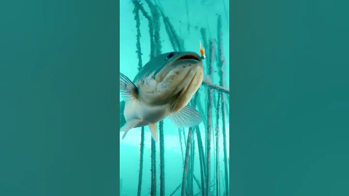 Bass fishing underwater video❤️🎣xilihala underwater fishing camera recording fish's bite🐟📷