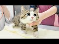 子猫が初めての病院で大騒ぎ！？先住猫との初対面は…