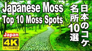 日本の苔コケ庭 名所10選 Top10 Moss Spots in Japan Wabisabi Koke コケ名所 西芳寺 苔庭三千院 奥入瀬渓流 祇王寺 箱根美術館 屋久島 元滝伏流水 円通院