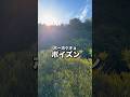 出稼ぎウグイス
