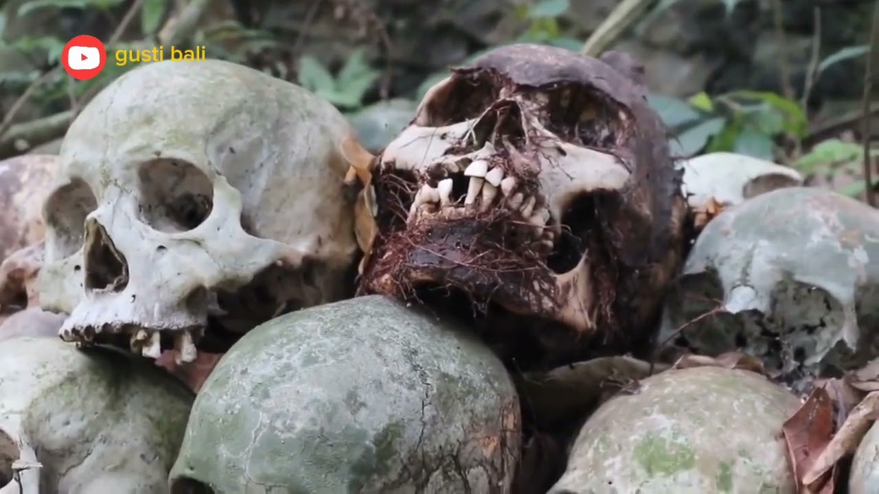 Mayat tidak dikubur atau dibakar melainkan ditaruh bawah pohon Taru Menyan, menetralisir bau busuk‼️