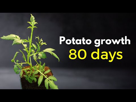 Potato Growing in soil time lapse of 80 days | Sprouting Eyes to Potatoes