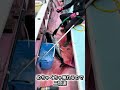 【30kgマグロ最後の抵抗】秘技水筒脳天締め #キハダマグロ #fishing #相模湾 #釣り #コマセマグロ