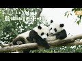 慢直播|大熊貓的悠閒生活