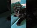 #viral #cat Recovering well.
