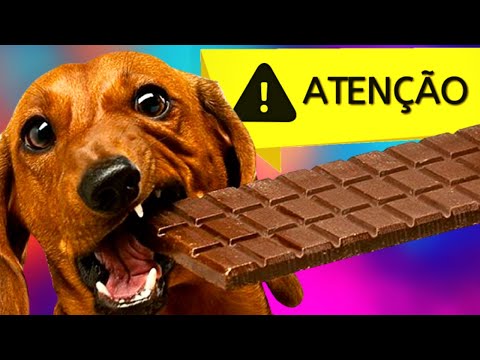 Vídeo: Pergunte a um veterinário: Meu cão comeu Chocolate, o que eu faço?