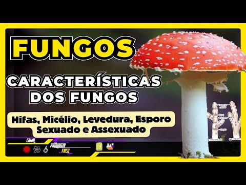 Fungos - Características Gerais; Hifas; Micélio; Levedura; Esporo Sexuado;Assexuado [MICROBIOLOGIA]