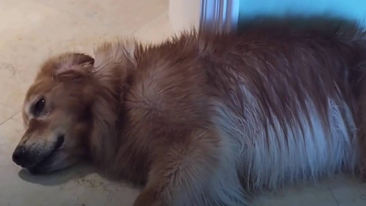 Kopi (think noodles’ dog) passed away so I did this READ DESC YouTube