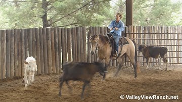 Freckles Dun Playboy - working cows! - ValleyViewRanch.net