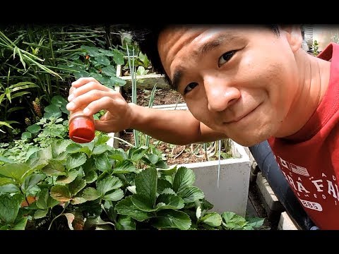 Vídeo: Usos da canela em jardins - Como usar a canela em pó para a saúde das plantas