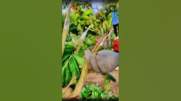 荔枝切接嫁接的操作過程，20秒快速教你如何嫁接植物，萬能的果樹嫁接方法之一The operation process of lychee cutting and grafting