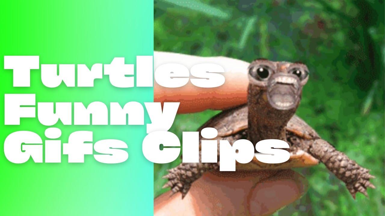 🐢Turtles Funny GIFs😲😜Mix Video With Funny Music¦ Turtle Boza 