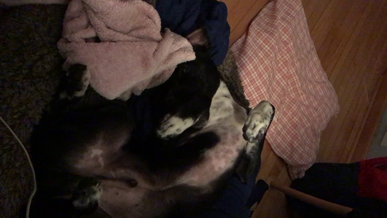 Boxer morning routine 10.22.20 - YouTube