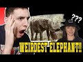THE WEIRDEST ELEPHANT TO EVER EXIST | LINDSAY NIKOLE | **REACTION**
