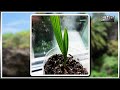 Как вырастить Канарскую Финиковую пальму из косточки в домашних условиях - (часть 2)