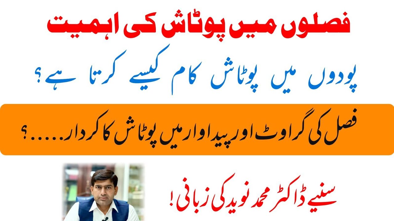 فصلوں میں پوٹاش کی اہمیت، پودوں میں پوٹاش کام کیسے کرتا ہے؟ سنیے ڈاکٹر محمد نوید سے