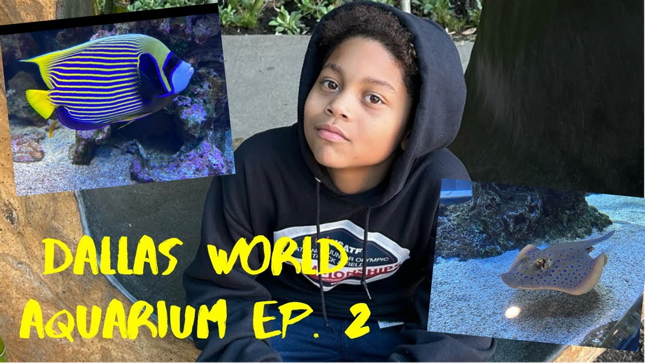 Best Aquarium Ever!! Ep. 2 explore fish animals dallas texas 