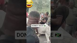 Jamaican Donkey Race 🏁 🐎 🇯🇲