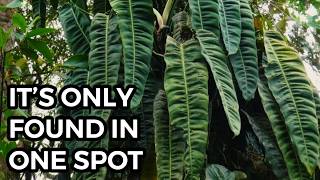 Colombia's Rarest Rainforest Gem | Philodendron Patriciae