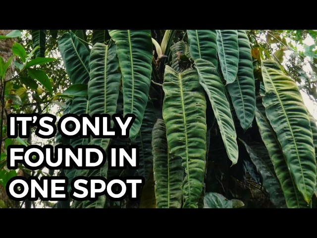 caring for heart leaf philodendron Philodendron Heart Leaf in Trellis, Live Sweetheart Plant main image 1