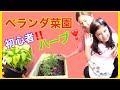 【 簡単ベランダ菜園 】虫除けハーブ植えてみた | バジルやローズマリーなど良い香りのハーブ栽培初心者