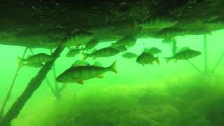 Podwodne skarby jeziora Budzisławskiego