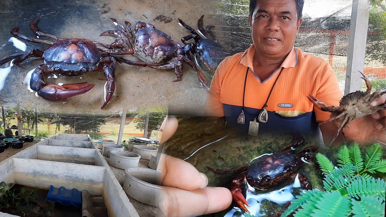 เลี้ยงปูนาขาย ขั้นตอนการเลี้ยงปูตั้งแต่เริ่มต้นจนจบที่การขาย