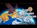 10 animales mas veloces de la tierra