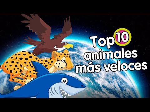 Video: Los Animales Más Rápidos De La Tierra