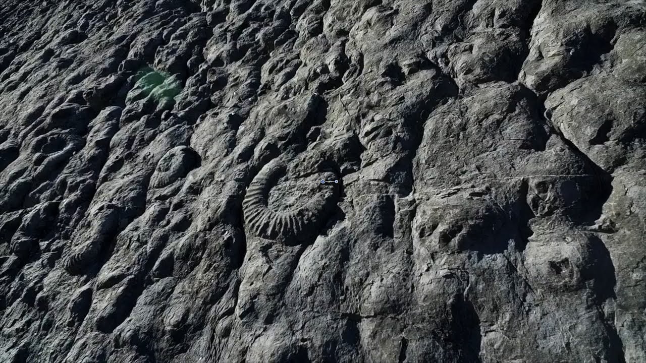 La dalle à ammonites - UNESCO Géoparc de Haute-Provence