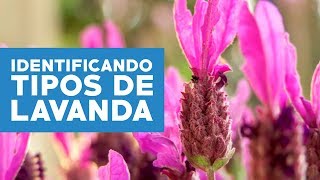 Cómo identificar y cuidar las variedades de lavanda? - YouTube