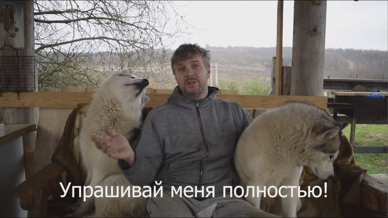 Нужно ли стерилизовать #хаски без документов и почему она ест еду ...