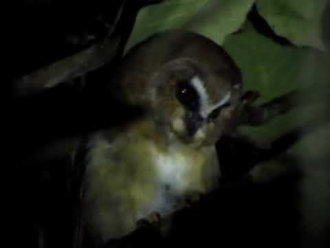 Aegolius ridgwayi Unspotted saw whet owl Birds of Guatemala Godinez Solola