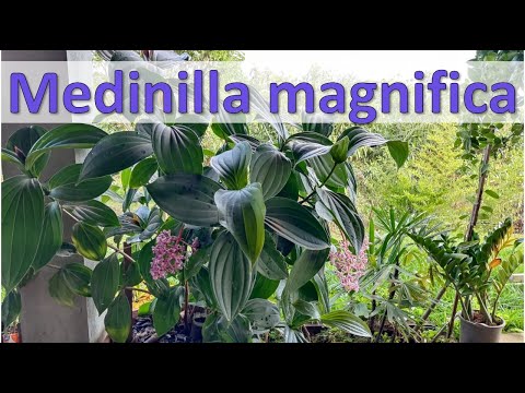 Vídeo: Propagação de Sementes de Medinilla - Como e Quando Plantar Sementes de Medinilla
