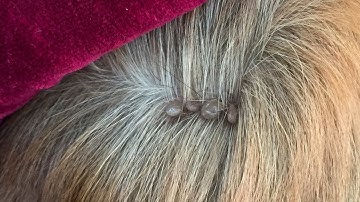 Protect Your Dog From Many Ticks Attacking - How We Can Remove All Ticks From Poor Dog Ep 14