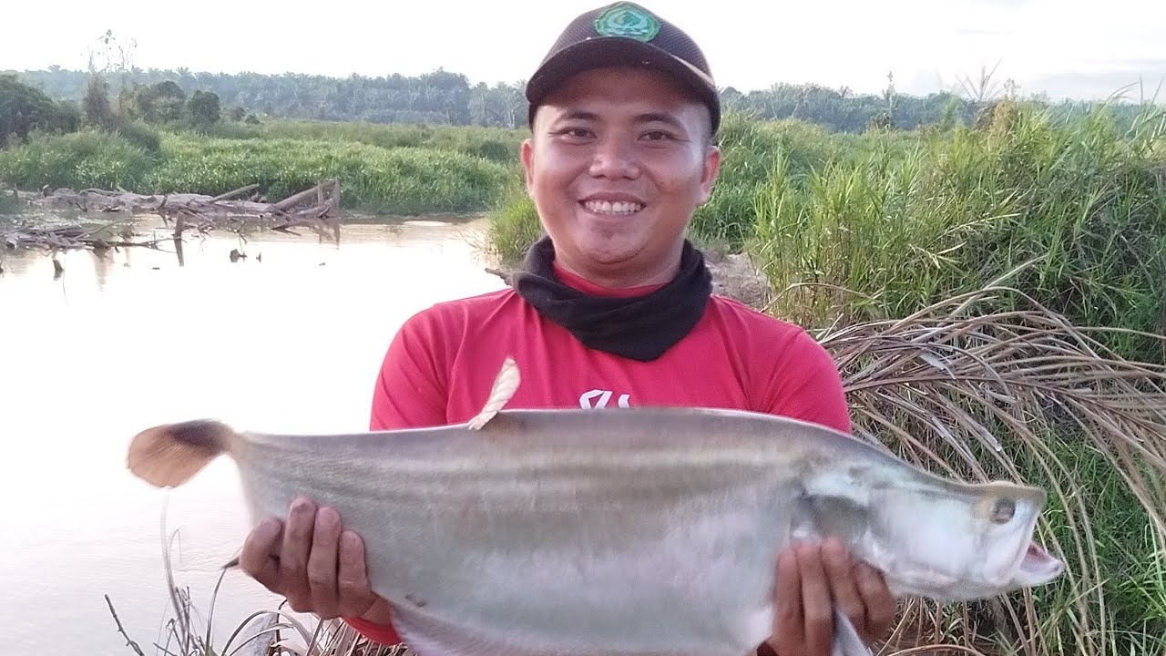 Untung masih Rezeki‼️ padahal pakai mata kail kecil‼️