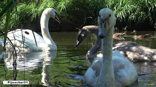 Swan Cygnets Growing Beautiful