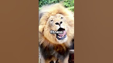 Why do Lions have Manes? 🤔😳