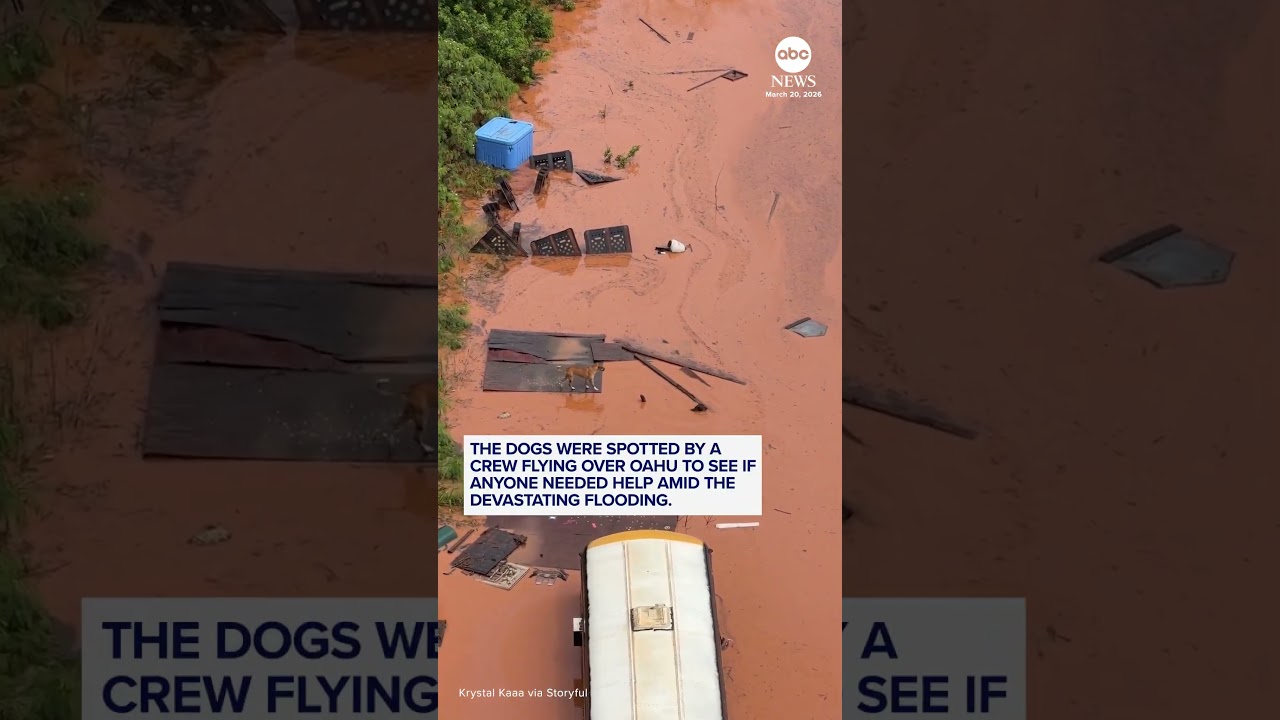 Dogs rescued after being left stranded in Hawaii floodwaters