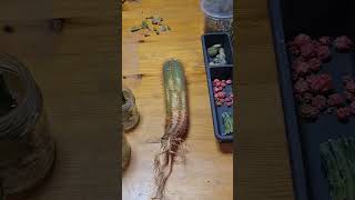 Eine weitere Folge, und ein spannender Fall mit dem Namen "der Retterkaktus" #kaktus #plants