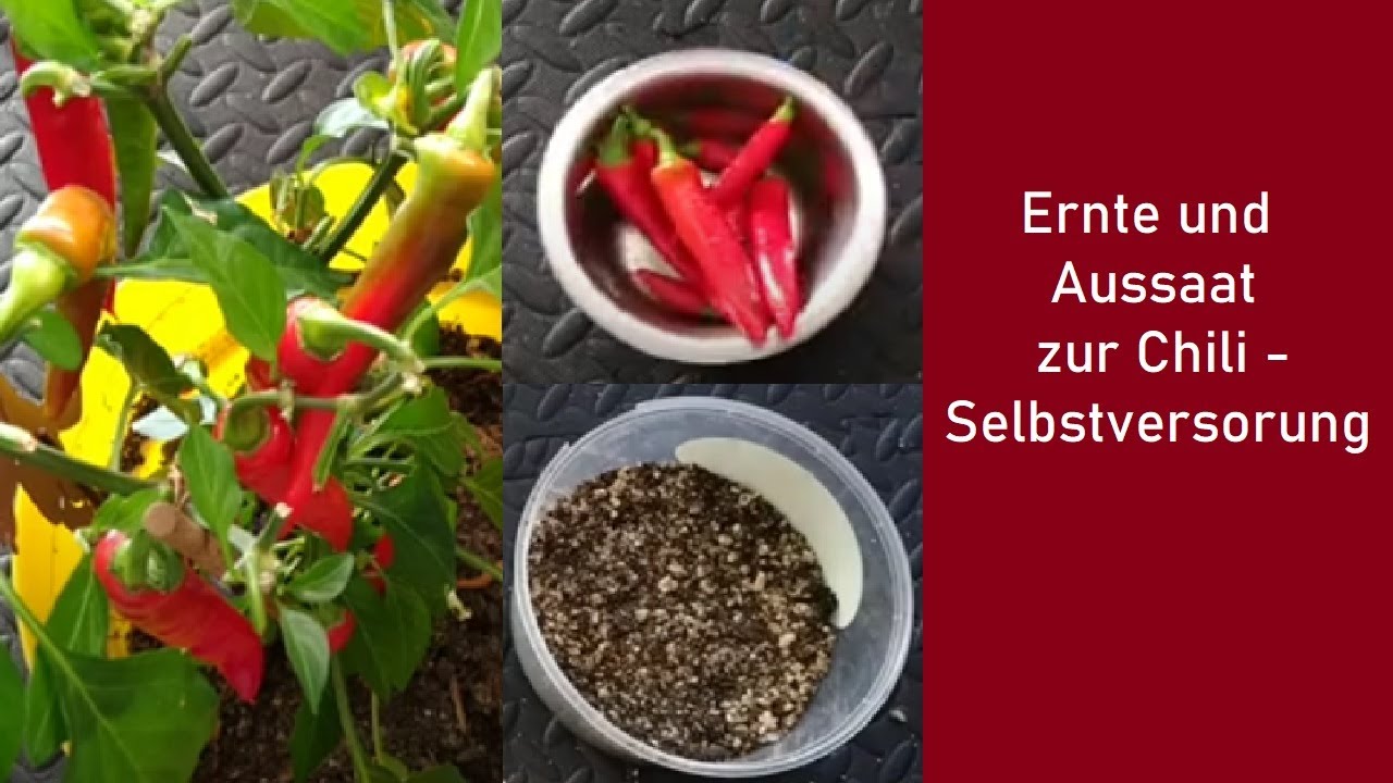 Chiliernte und Aussaat für das nächste Jahr