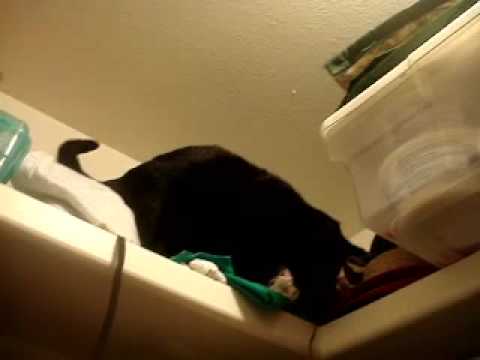 Scaredy Cat That Won't JUMP!!! - YouTube