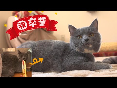祝卒業】100匹の多頭崩壊の現場から保護された猫が里親さんのも