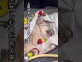 人間に4回捨てられた猫〜ここちゃんの物語〜完　#ほごねこ #ねこ動画 #かわいい動物 #かわいい猫 #cat #ねこ #ねこのいる生活 #かわいい