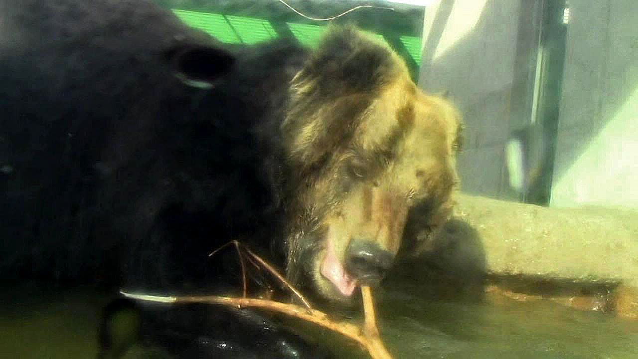 ヒグマ アヤメ 大接近 東武動物公園 Brown Bear Came Close Youtube ヒグマ アヤメ 大接近 東武動物公園 Brown Bear Came Close Youtube