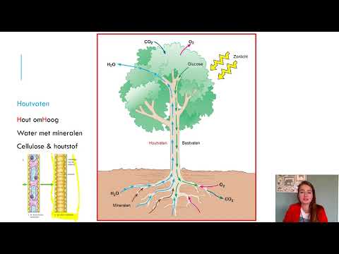 Samenvatting Planten4 VMBO Biologie Voor Jou MAX