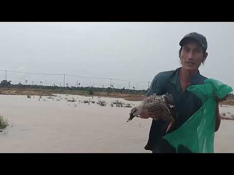 Video Bẫy vịt Trời tập 6 và cái kết ăn nguyên cây mưa - youtube