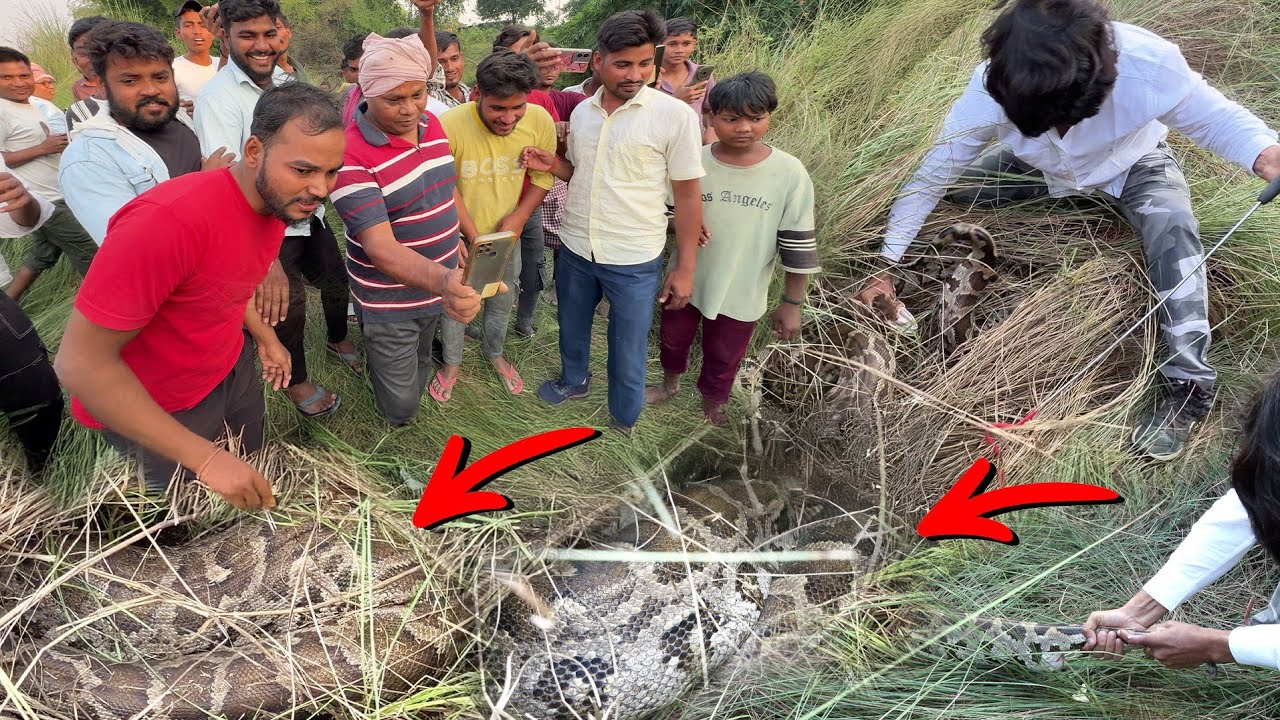 बहुत ही मशक़्क़त के बाद इस अजगर सांप को कैसे रेस्क्यू किया गया!😱 Rock Python Snake Rescue Opreration
