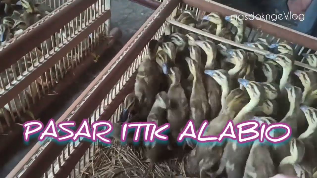 Blusukan Ke PASAR ITIK ALABIO Hulu Sungai Utara,Anakan Itik Murah Murah Pas Banget Yang Mau Beternak