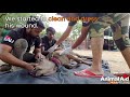 Mother cow lavishes love on her wounded baby